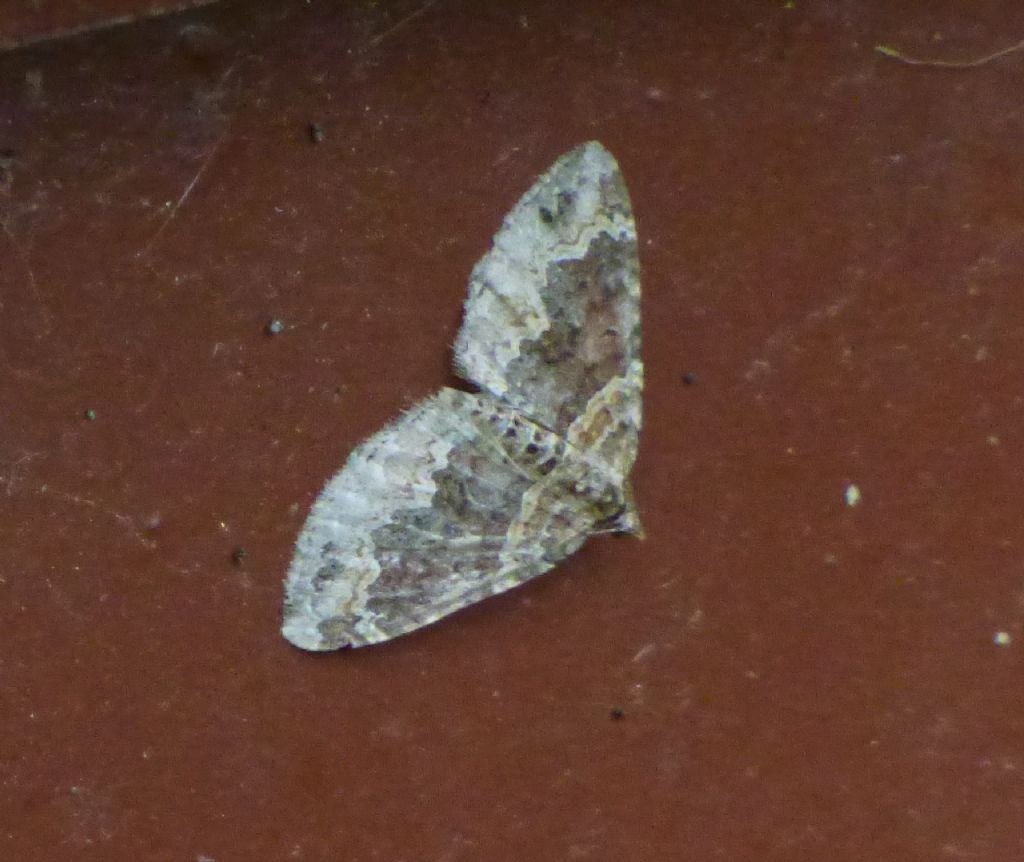 Xanthorhoe ferrugata (Geometridae)